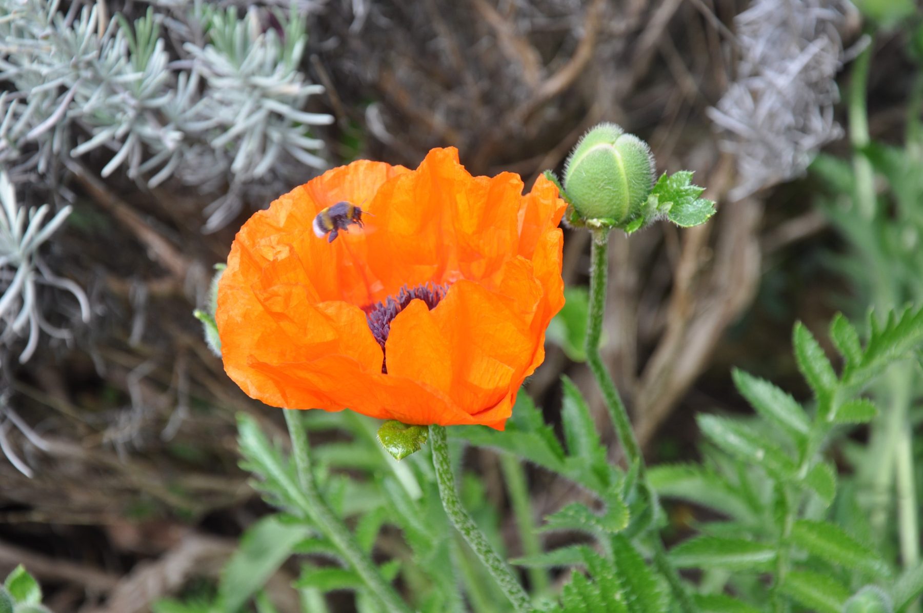 Fleur orange et nature