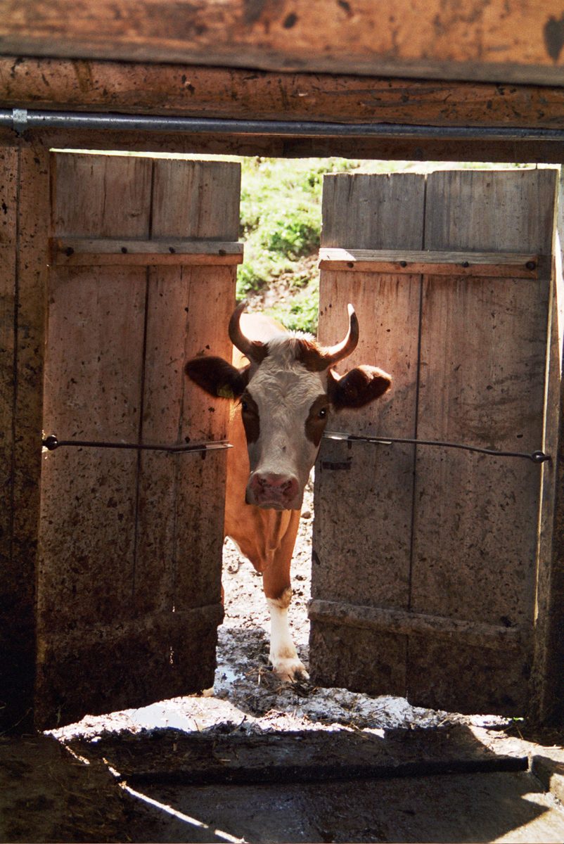 Vache à l’entrée de l’étable